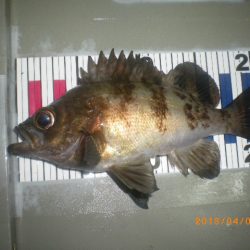 姫路市立遊魚センター 釣果