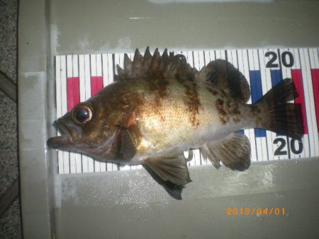 姫路市立遊魚センター 釣果