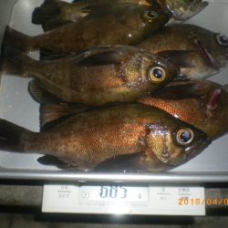 姫路市立遊魚センター 釣果