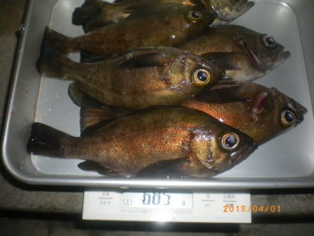 姫路市立遊魚センター 釣果