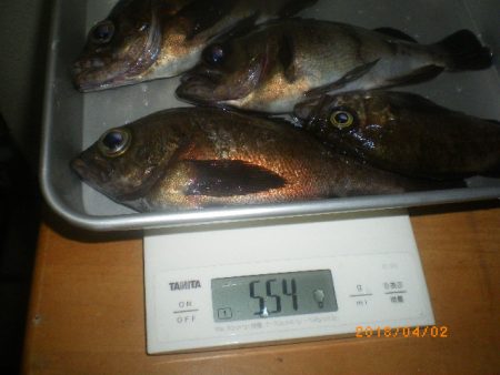 姫路市立遊魚センター 釣果