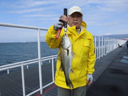 尼崎市立魚つり公園 釣果