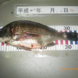 姫路市立遊魚センター 釣果
