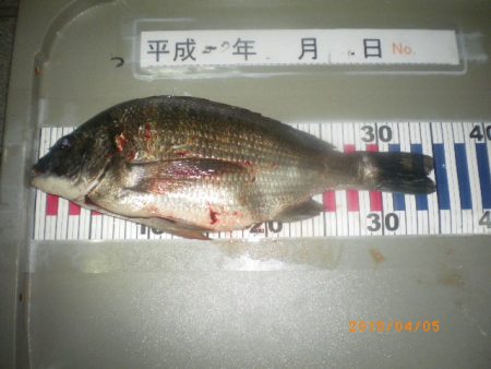 姫路市立遊魚センター 釣果