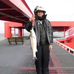 尼崎市立魚つり公園 釣果