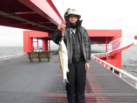 尼崎市立魚つり公園 釣果