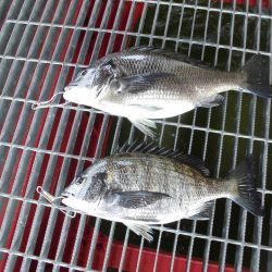 尼崎市立魚つり公園 釣果