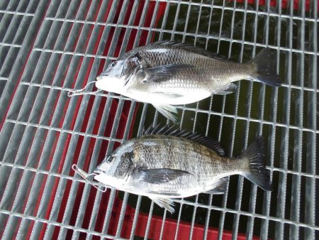 尼崎市立魚つり公園 釣果