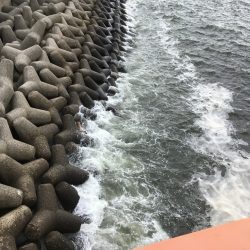 尼崎市立魚つり公園 釣果