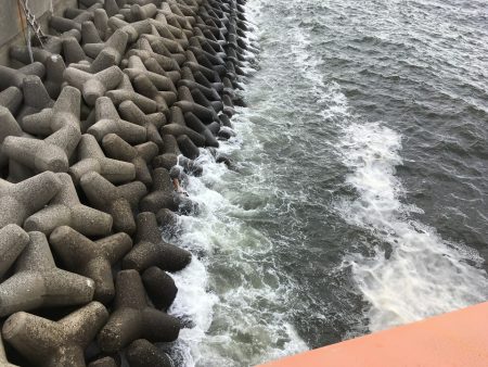 尼崎市立魚つり公園 釣果