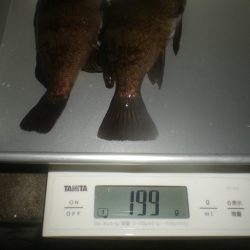 姫路市立遊魚センター 釣果