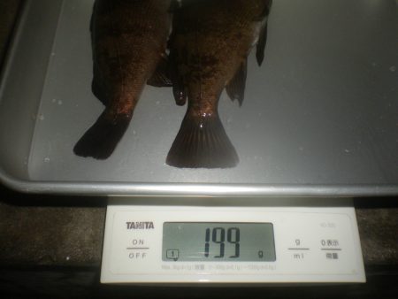 姫路市立遊魚センター 釣果