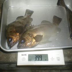 姫路市立遊魚センター 釣果