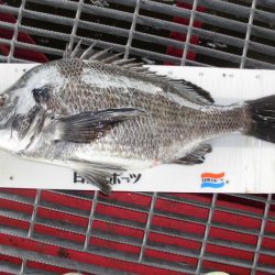 尼崎市立魚つり公園 釣果