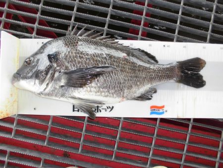 尼崎市立魚つり公園 釣果