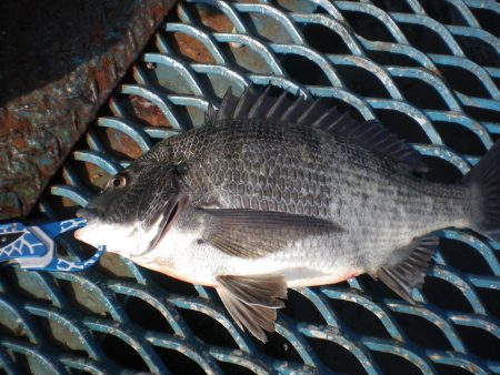 オリジナルメーカー海づり公園(市原市海づり…