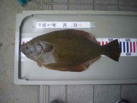 姫路市立遊魚センター 釣果