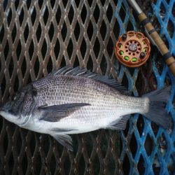 オリジナルメーカー海づり公園(市原市海づり施設) 釣果