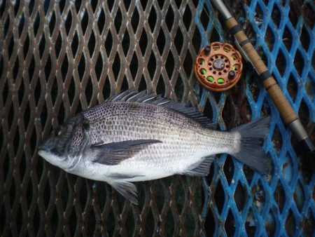 オリジナルメーカー海づり公園(市原市海づり施設) 釣果