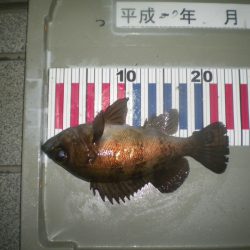 姫路市立遊魚センター 釣果