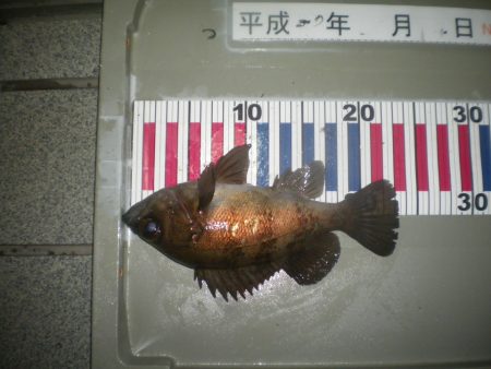 姫路市立遊魚センター 釣果