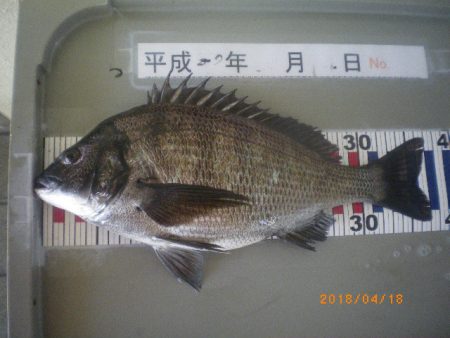 姫路市立遊魚センター 釣果