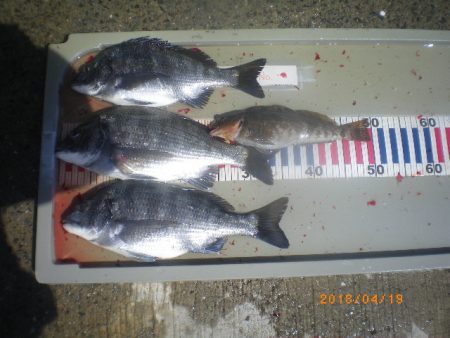 姫路市立遊魚センター 釣果