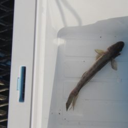 オリジナルメーカー海づり公園(市原市海づり施設) 釣果