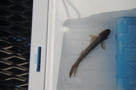 オリジナルメーカー海づり公園(市原市海づり施設) 釣果