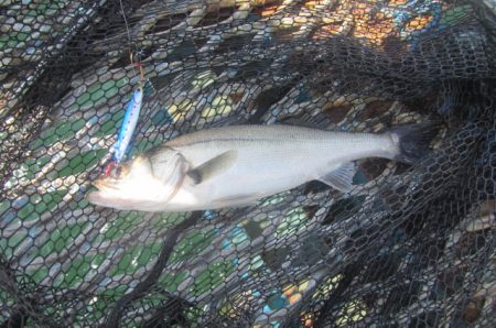 オリジナルメーカー海づり公園(市原市海づり施設) 釣果