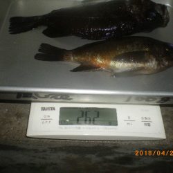 姫路市立遊魚センター 釣果