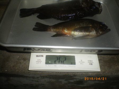 姫路市立遊魚センター 釣果