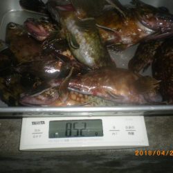 姫路市立遊魚センター 釣果