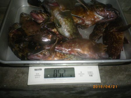 姫路市立遊魚センター 釣果