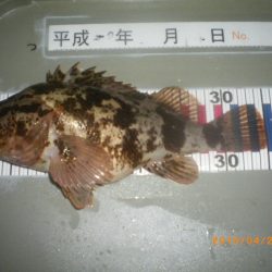 姫路市立遊魚センター 釣果