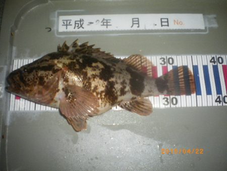 姫路市立遊魚センター 釣果