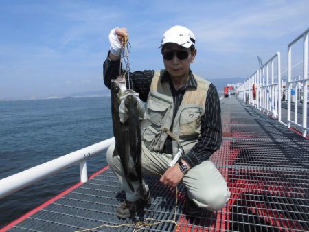 尼崎市立魚つり公園 釣果