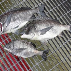 尼崎市立魚つり公園 釣果