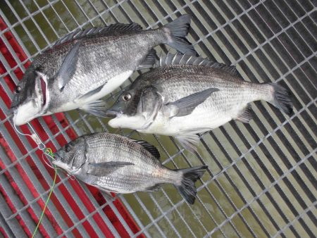 尼崎市立魚つり公園 釣果