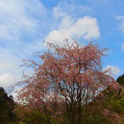 小菅トラウトガーデン 釣果