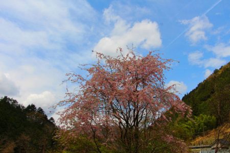 小菅トラウトガーデン 釣果