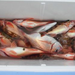 大進丸(新潟) 釣果