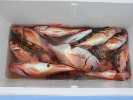 大進丸(新潟) 釣果