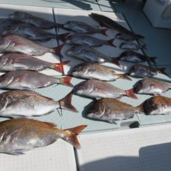 遊漁船 幸友丸 釣果