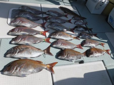 遊漁船 幸友丸 釣果