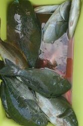 伊豆下田フィッシング 釣果