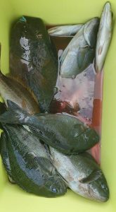 伊豆下田フィッシング 釣果