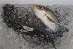 伊豆下田フィッシング 釣果