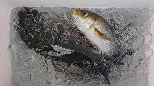 伊豆下田フィッシング 釣果