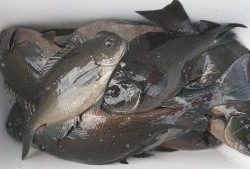 伊豆下田フィッシング 釣果